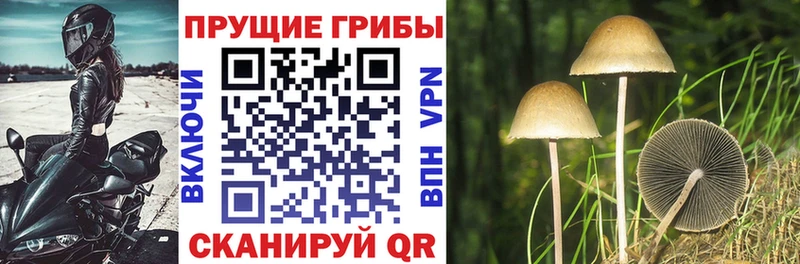 kraken ONION  Котовск  Галлюциногенные грибы MAGIC MUSHROOMS 